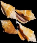 Group of 4 Genuine Florida Fighting Conch Shells    2.75" - 3" — photo 1