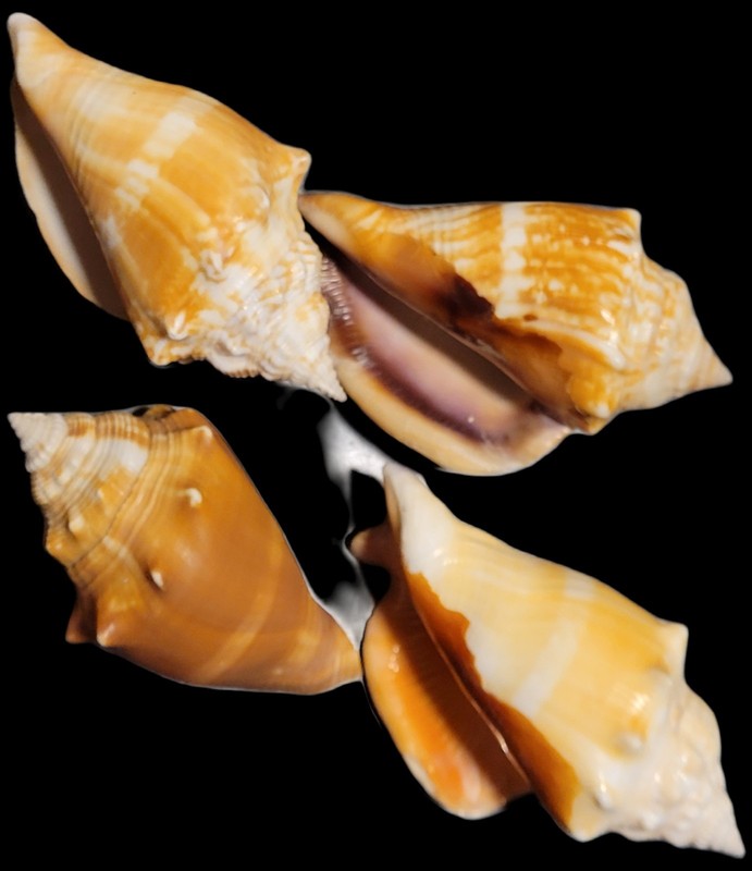 Group of 4 Genuine Florida Fighting Conch Shells    2.75" - 3"
