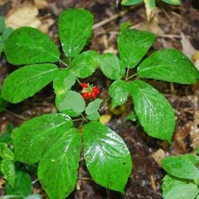 100 Freshly Stratified American Ginseng Seeds Panax Quinquefolius Fast Shipping