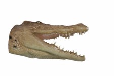 Crocodile Head Large Trophy Wall Sculpture Decor Man Cave Accent Piece