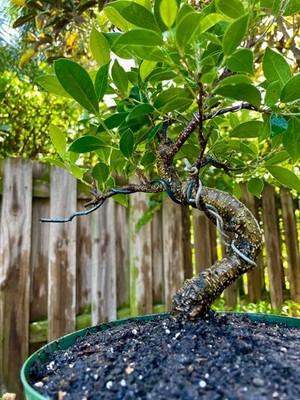 Tigerbark Ficus Bonsai Tree aerial roots 6 years Ariel roots on trunk