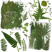 Dried Pressed Leaves Flowers for Craftsl Bulk Natural Leaves