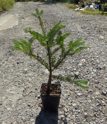 Abies koreana Silver Show - grafted in 9cm pot bonsai subject | eBay UK