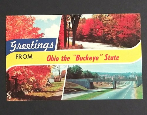 Ohio Buckeye Großbrief Grüße Herbst Dexter Presse ca. 1960er Vintage UNP Postkarte