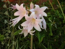 Amaryllis Belladonna Hybrid Light Pink & White Naked Lady Ladies 3 Bulb