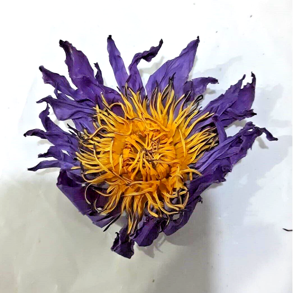 Nymphaea caerulea Dried Blue Lotus Flower 100% Pure Organic for Stress Relief