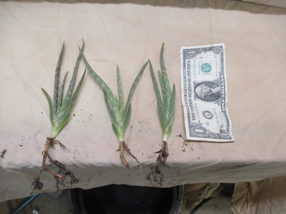 Aloe Houseplants | eBay