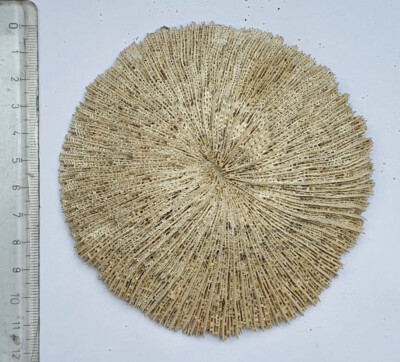 Koralle - Pilzkoralle - Mushroom Coral