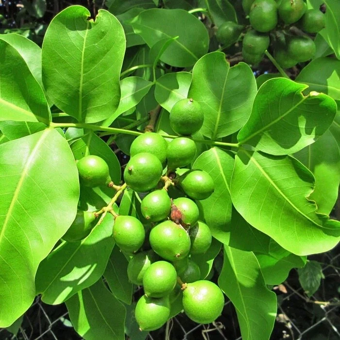 Quenepas Tree