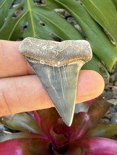 1.91” Golden Beach Hastalis Lesser White Mako Shark Tooth Fossil Venice