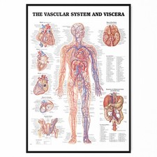 Human Anatomy Medical Doctor Educational Vascular And Viscera Anatomical Posters