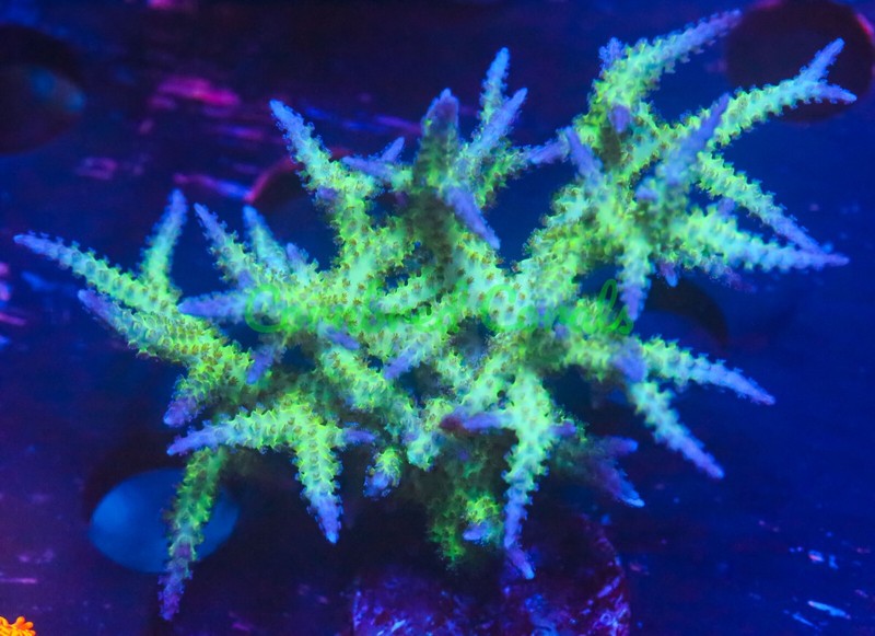 Cornbred's Pompei Birds Nest - Frag - LIVE CORAL