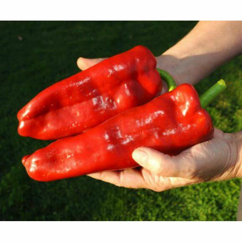 Pepper seёds, 500 Marconi Red sweet pepper,rare organic seёds-373+TRACK №