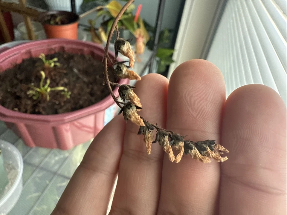 Semillas de Drosera Capensis - Verdades mixtas Foto 3 de 3