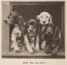 Cocker Spaniel Pups P - CUSTOM MATTED  8 x 10...