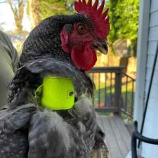 Heavy Duty Crow Reduction Collar Crow Quieting Rooster Gobble Hobbler Shamos NEW