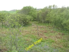 Photo 12x8 Woodland at Meall Buidhe Ardbeg/NR4146 Birch and willow coloni c2014