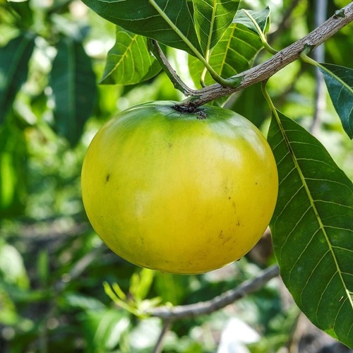 Abiu Plant Pouteria Caimito Rare Fruit Tree Tropical Tall 15 inchs - Picture 9 of 10