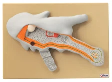 Eisco Labs Amoeba Model