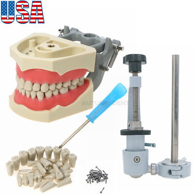 US Columbia 860 Type Dentoform Dental Typodont Model 32pcs Removable ...