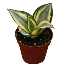 Bird’s Nest Sansevieria ‘Gold Hahnii’ in 4"Pot Evergreen Houseplant Great Gift