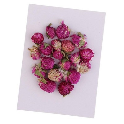 20 Stück getrocknete gepresste Blumen Gomphrena Globosa für DIY Scrapbooking