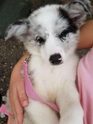 Border Collies Sale In Ipswich Region Qld Dogs Puppies
