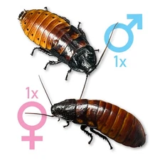 Adult Live Madagascar Hissing Cockroach Breeding Pair - 1 Male & 1 Female - LAG