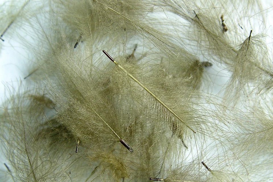 PECHETRUITE 1g Plumes de Cul de Canard (CDC) Olive fly tying montage mouche feather duck