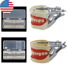 Kilgore Nissin 200 Dental Typodont Model Mounting Pole 28 32PCS Teeth Removable