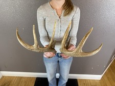 Two 4pt Whitetail Deer Antlers Sheds WILD IDAHO Horns Rustic Small