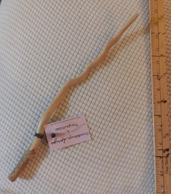 Hand crafted holly root wand, 16 Inch. Exceptional piece. 