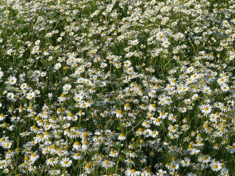 Roman Chamomile Seeds, Ground Cover Teas & Medicine, NON-GMO, Variety ...