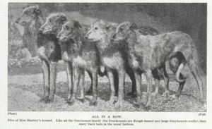 Scottish Deerhound "Row" - 1934 Vintage Dog Art "Photo" Print - CUSTOM MATTED
