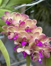Woottipanara Manoonya Pink Peach  Orchid ,  Fragrant Vanda Seedling
