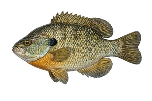 Bluegill Bream Sunny Fish Self Adhesive Vinyl Sticker