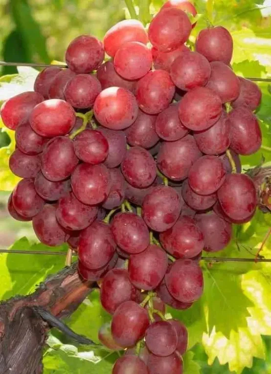 Crimson Rosé Grape- seedless-2 cuttings - no roots- easy to root