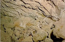 Bobcat At Entrance to Lava Tube Vintage Postcard Spc16