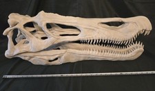 Baryonyx Dinosaur Skull Replica Very Large. New Ready To Post