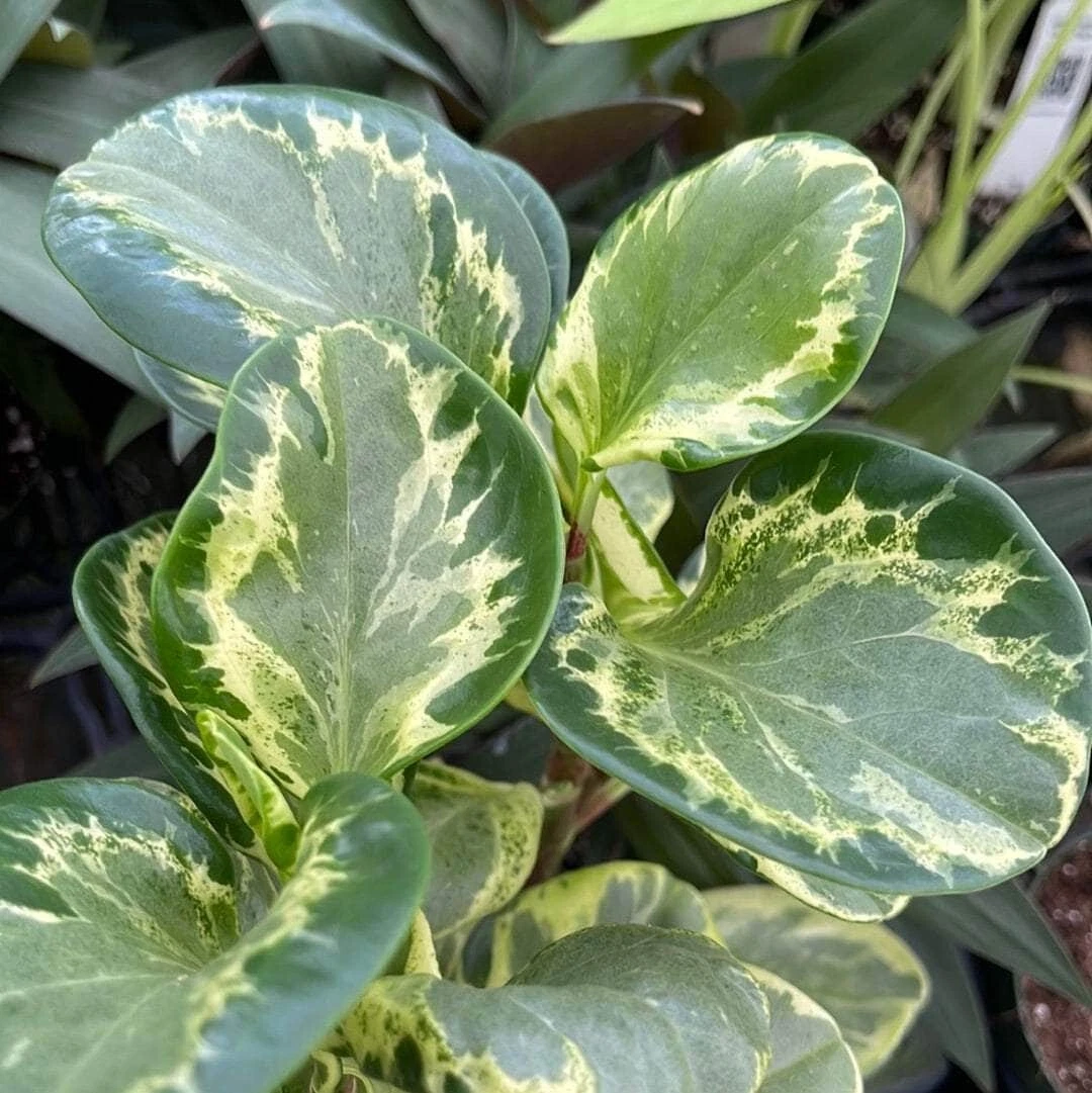 04'' Peperomia obtusifolia Golden Gate Live Potted Plant Indoor Decorative