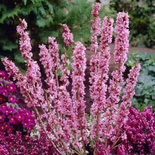 Daphne mezereum FEBRUARY DAPHNE Shrub Seeds!
