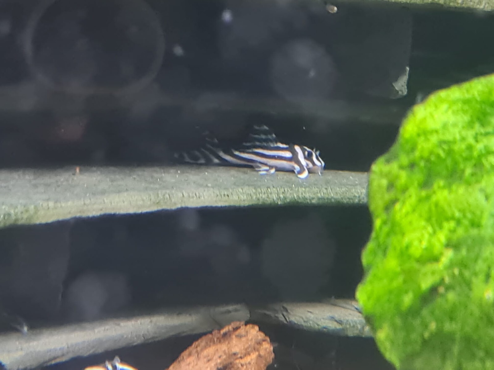 SPECIAL OFFER X5 L046 L46 Zebra Pleco Hypancistrus Plecostomus Tropical