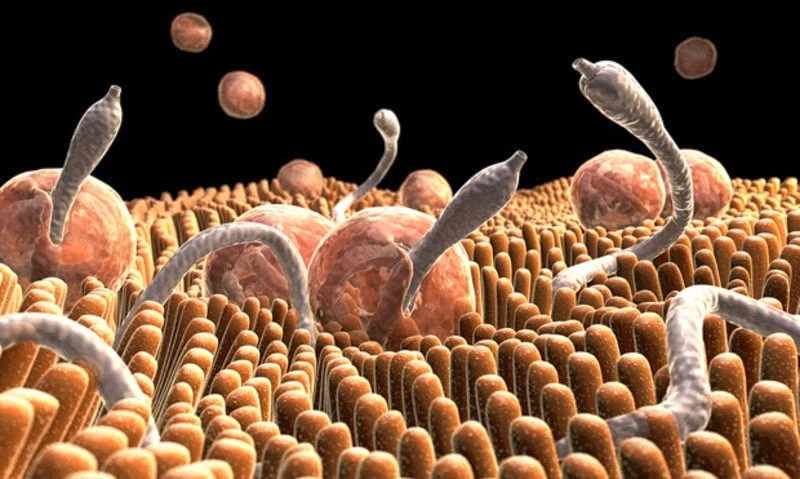 Parasite Removal - ANTI-PARASITE Complex- Kills parasites in intestinal tract-2B - Image 4 of 4