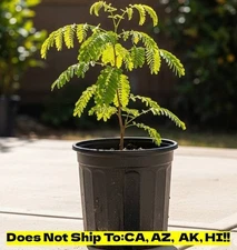 Wild Tamarind in 3 gal Pot Outdoor Tropical Florida Native Tamarind Tree