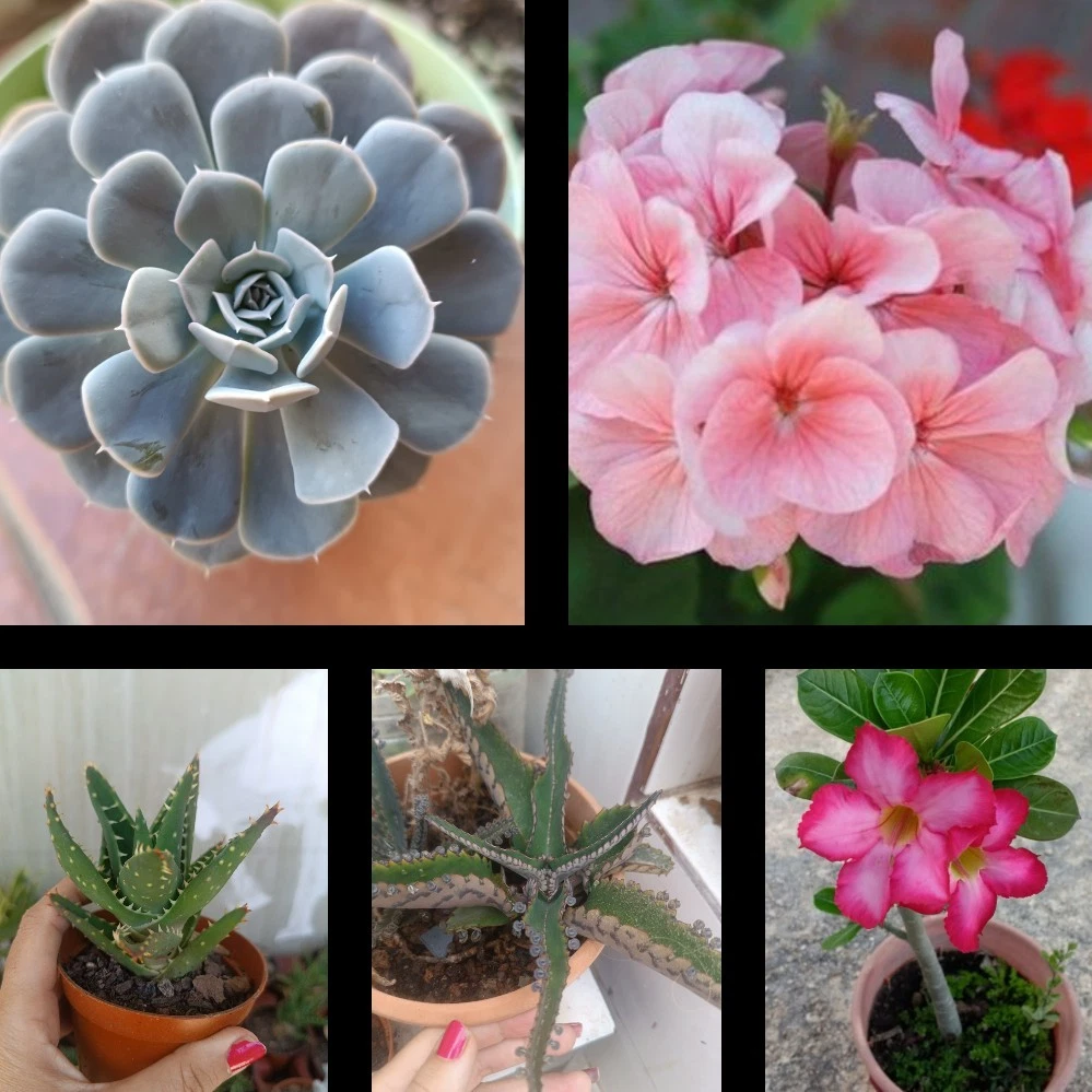 Adenum obesum « Mxte » 6 PLANTES GREFFÉES Gan de place - Etsy France