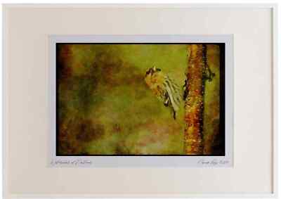008146 Common Redpoll Aquarell Bilderrahmen limitierte Auflage A3