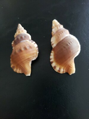 Cymatium and Ranella Australasia  Perry, 1811 - ( From a private collection)