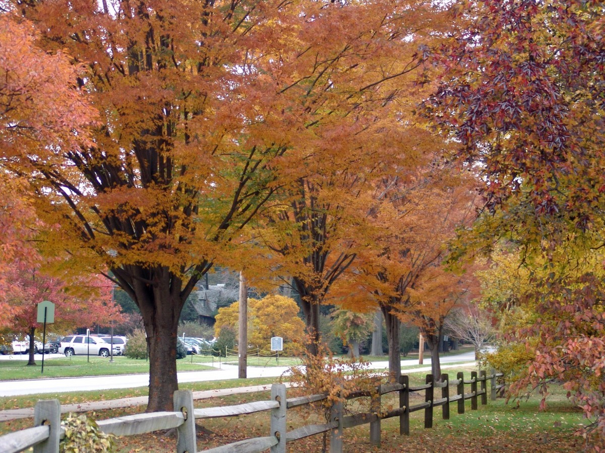 セルデりんご Japanese Zelkova, Zelkova serrata, Tree Seeds | eBay