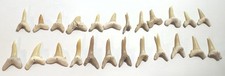 Fossil Sand Tiger Shark Teeth Lot Natural Ocean Found Mixed Sizes