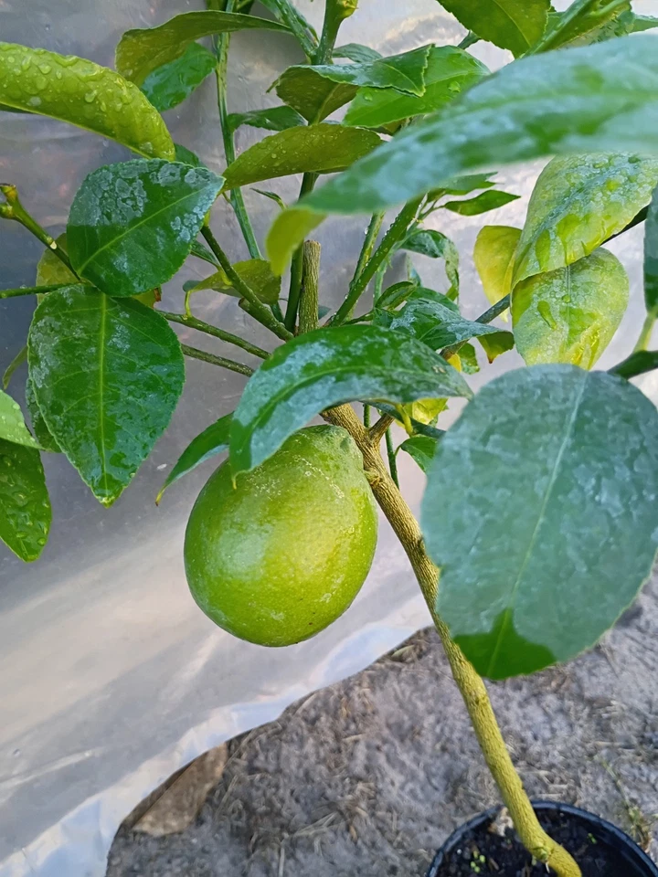 Meyer Lemon Tree in 1 Gallon Pot Fruiting - Image 2 of 3